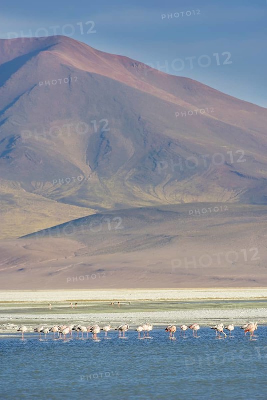Salar del Huasco and James's Flamingos (Phoenicoparrus jamesi)