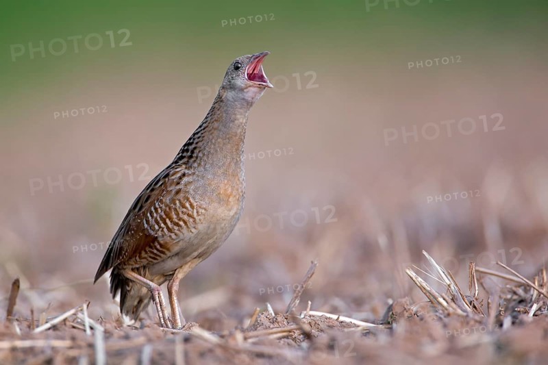 Corncrake (Crex crex)