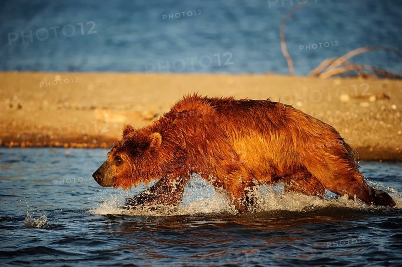 Brown Bear (Ursus arctos) hunting for salmon in the water