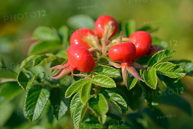 Rose hips of the Rugosa Rose (Rosa rugosa)