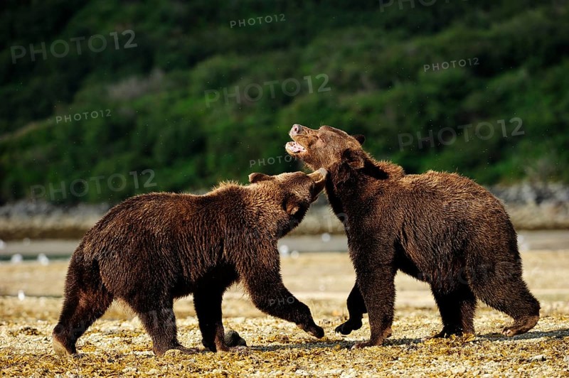 Two Brown Bears (Ursus arctos) play-fighting with each other