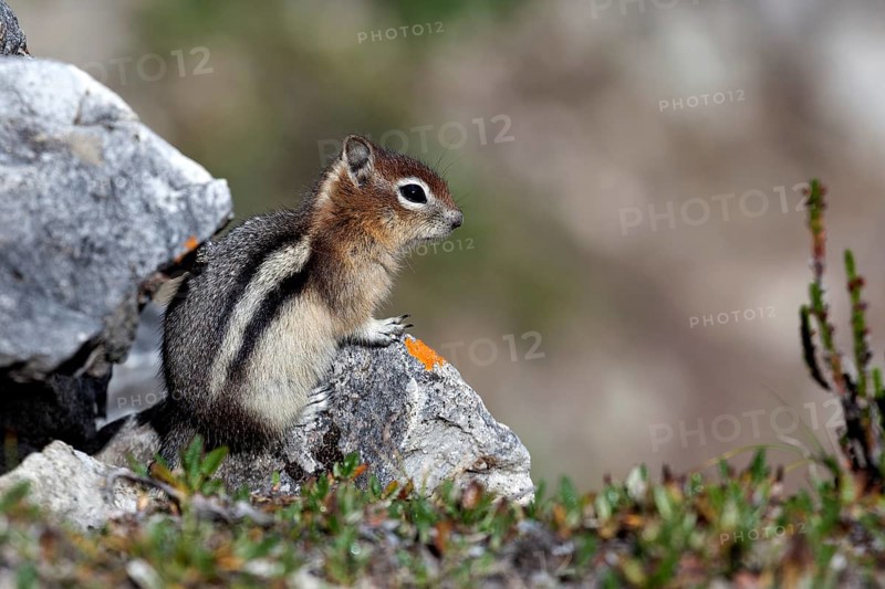 Chipmunk (Tamias sp.)