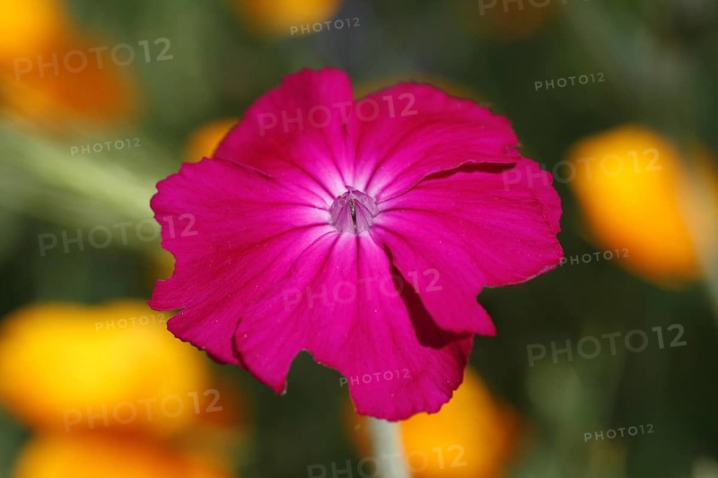 Rose Campion (Silene coronaria) flower