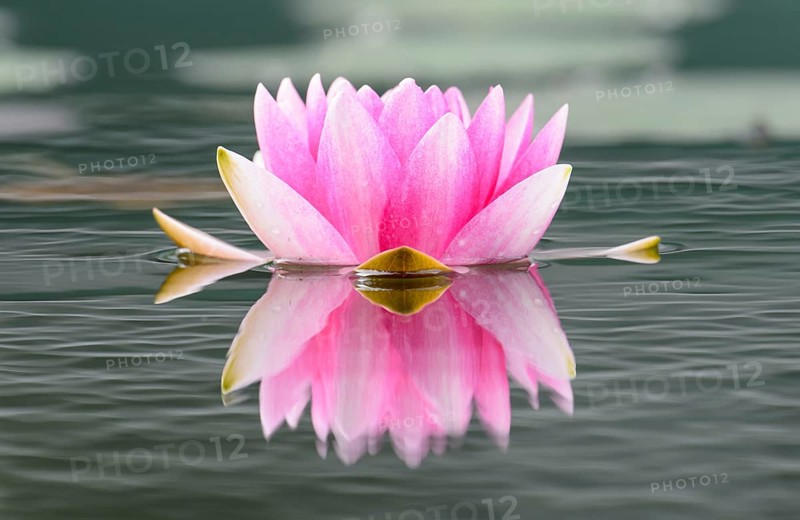 Water lily (Nymphaea)
