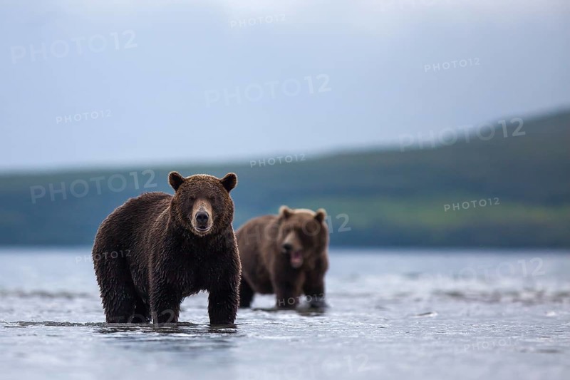 Brown bears (Ursus arctos)