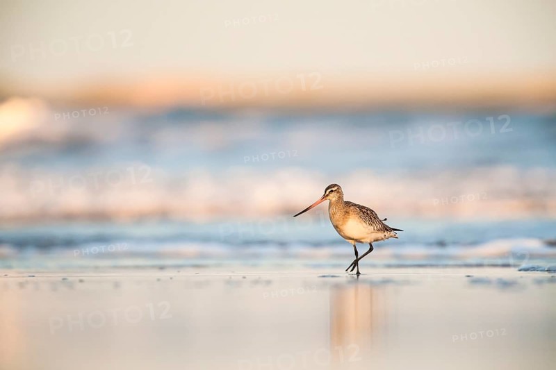 Bar-tailed Godwit (Limosa lapponica) walking along the shoreline