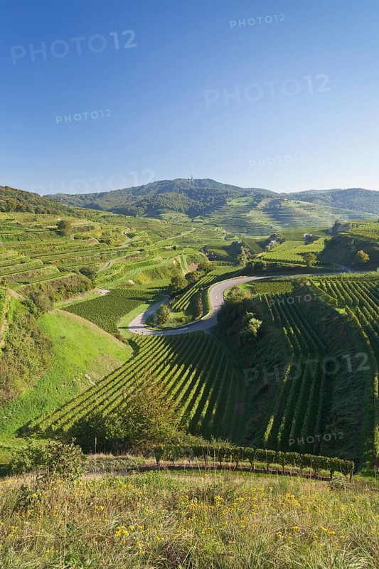 Vineyards