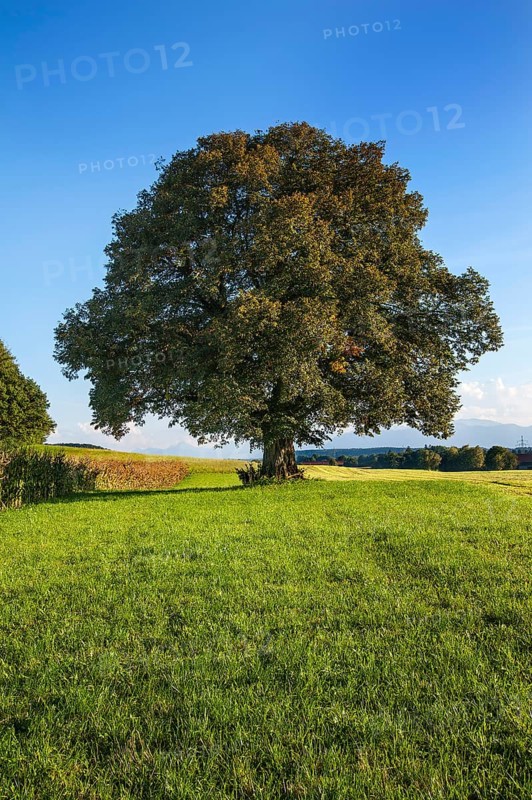 Old Lime Tree (Tilia)