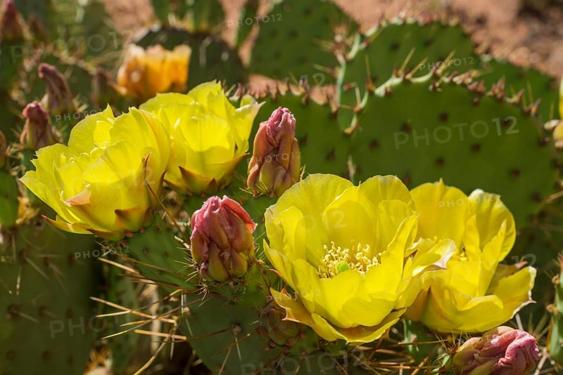 Prickly Pear Cactus (Opuntia fragilis)