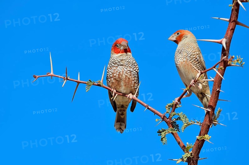 Red-headed Finches (Amadina erythrocephala)