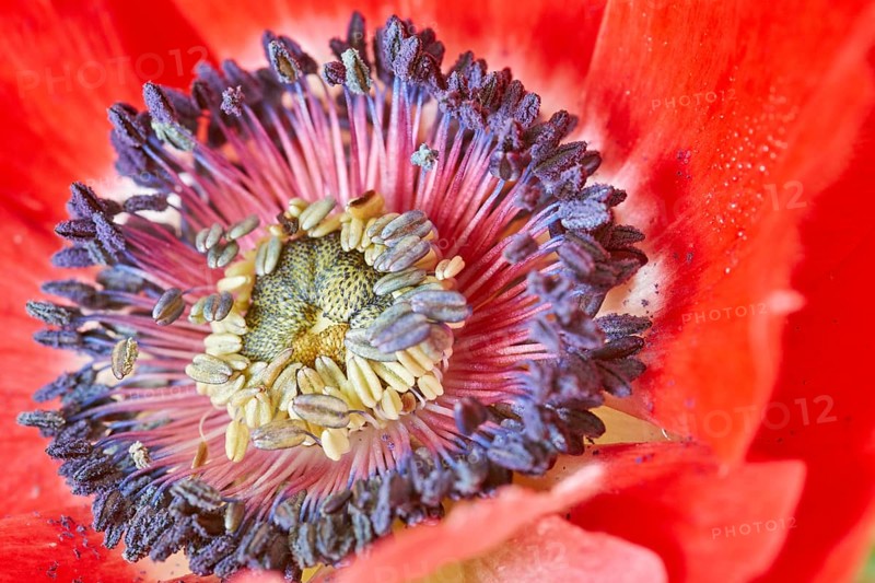 Poppy Anemone or Spanish Marigold (Anemone coronaria)