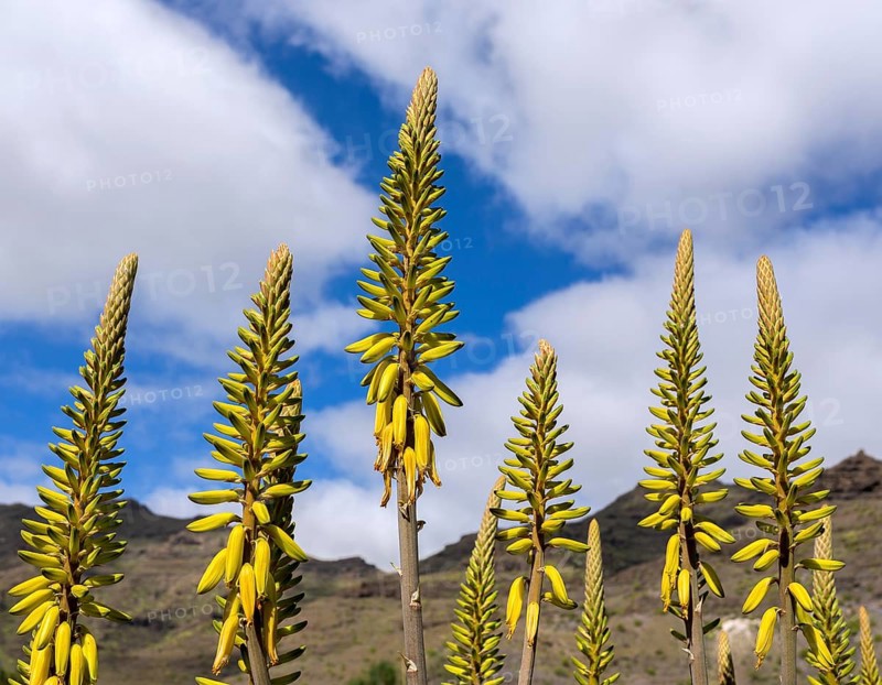 Aloe vera (Aloe vera)