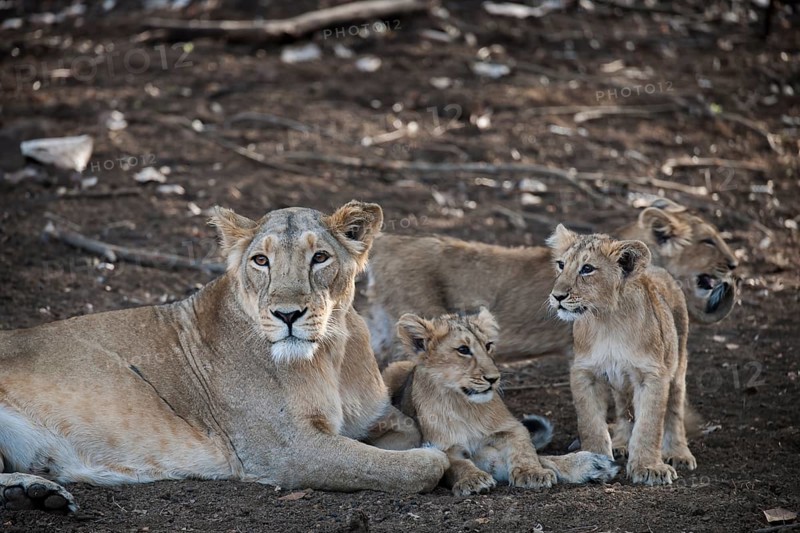Asiatic lion (Panthera leo persica)