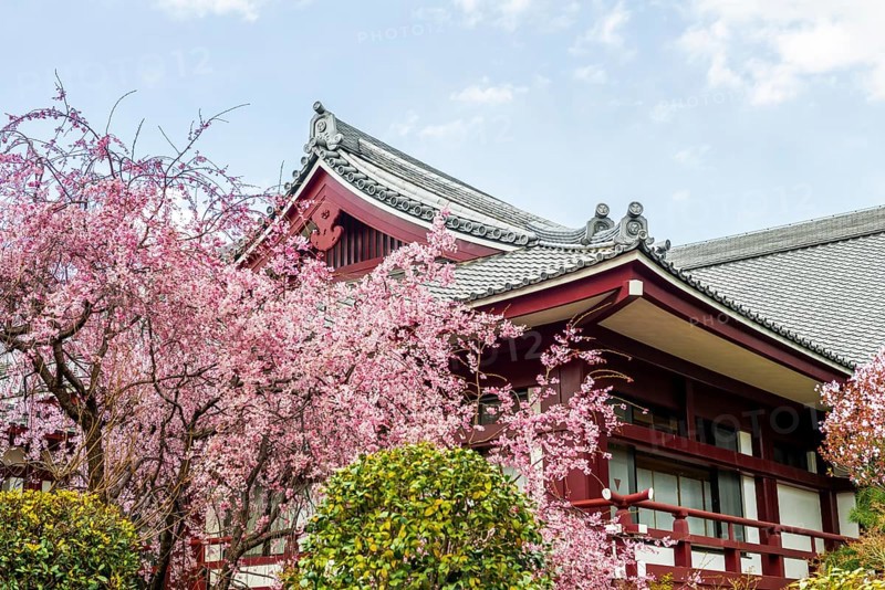 Temple roof with blossoming cherry trees
