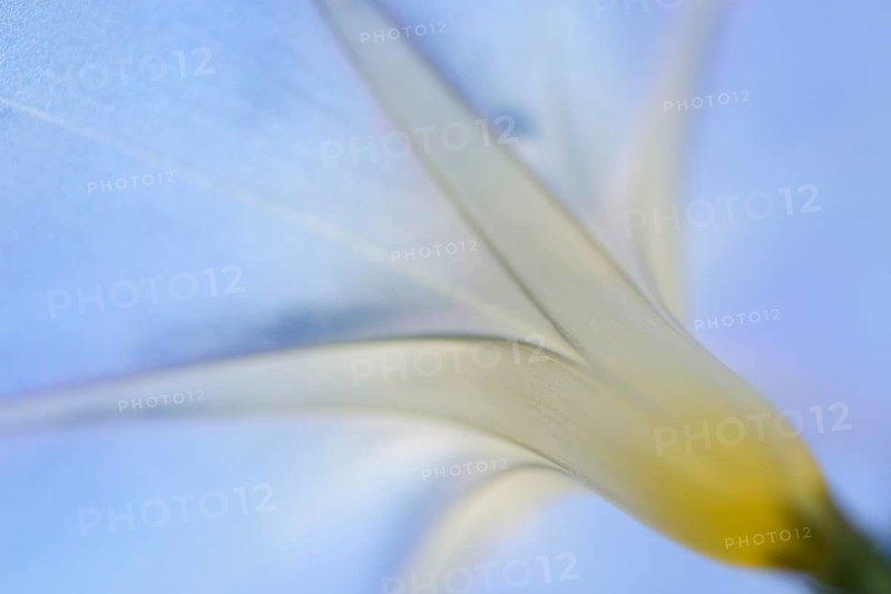 Purple Morning Glory or Common Morning Glory (Ipomoea purpurea)