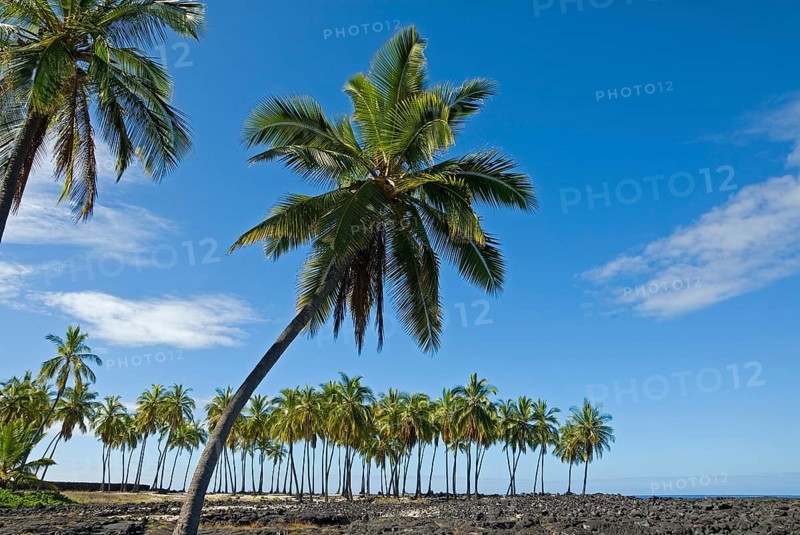 Palm grove