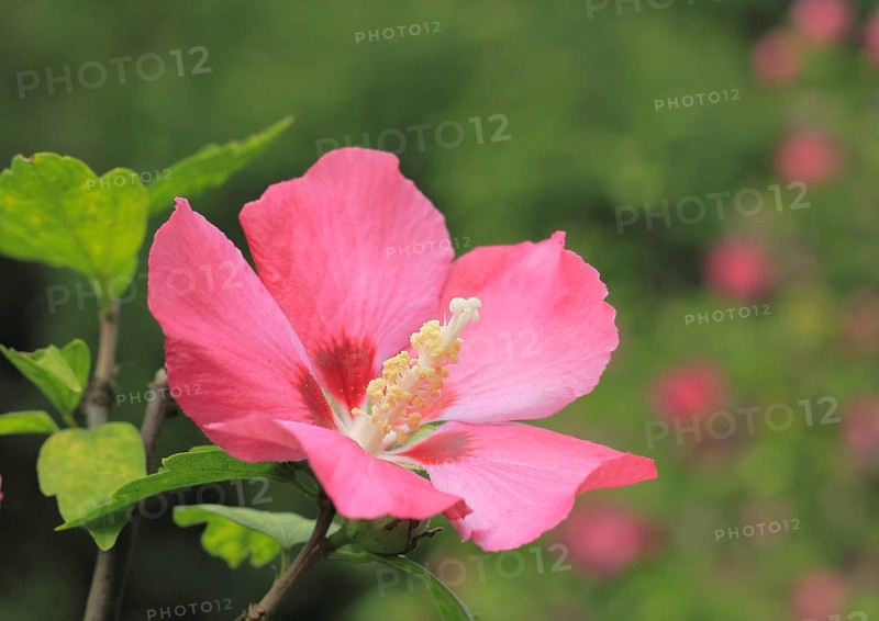 Rose mallow (Hibiscus syriacus)