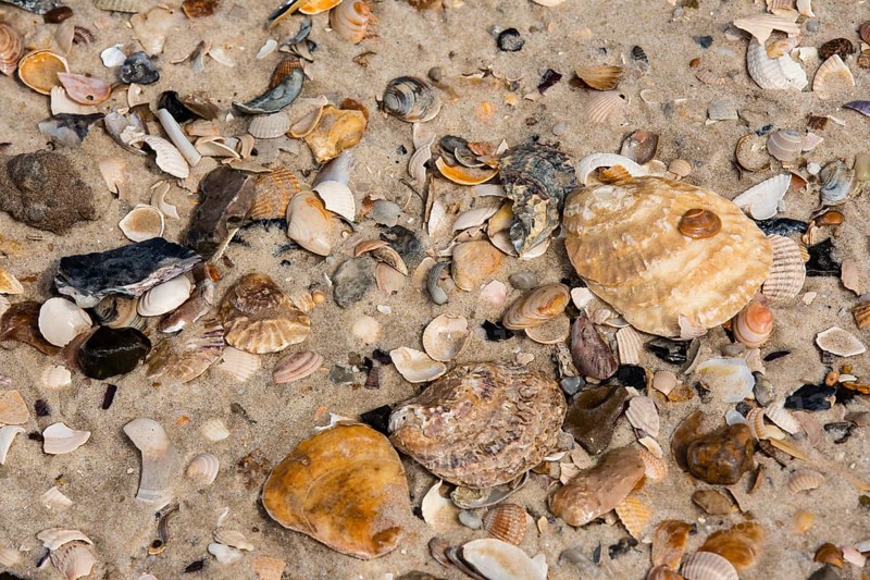Pacific Oysters (Crassostrea pacifica)