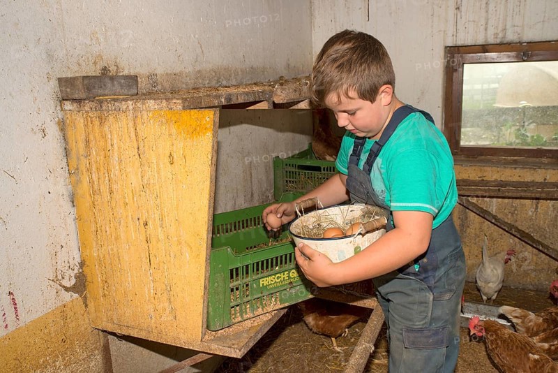 Farmer's son collecting chicken eggs