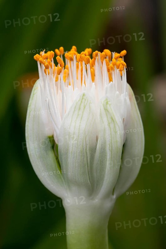 Paintbrush (Haemanthus albiflos)
