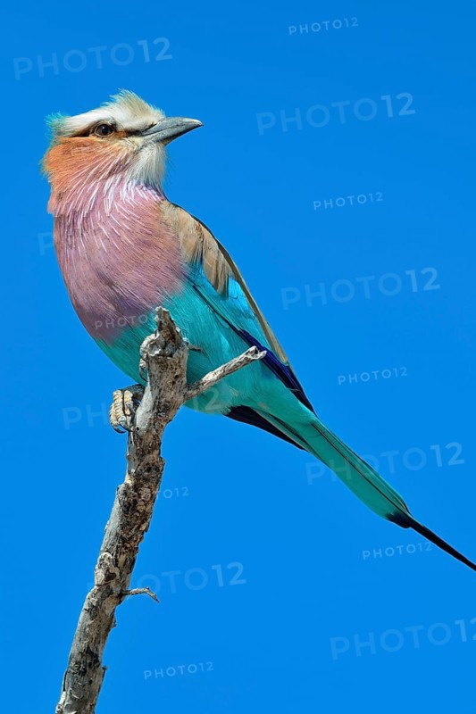 Lilac-breasted Roller (Coracias caudatus)