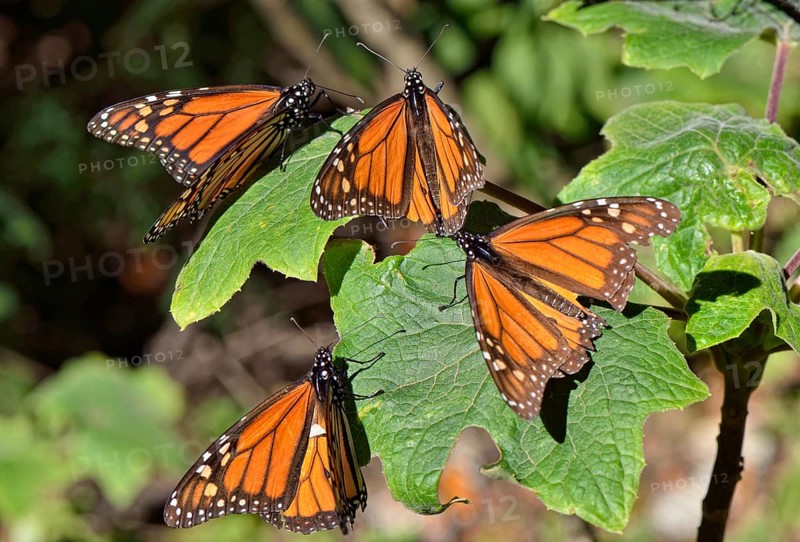 Monarch butterfly (Danaus plexippus)