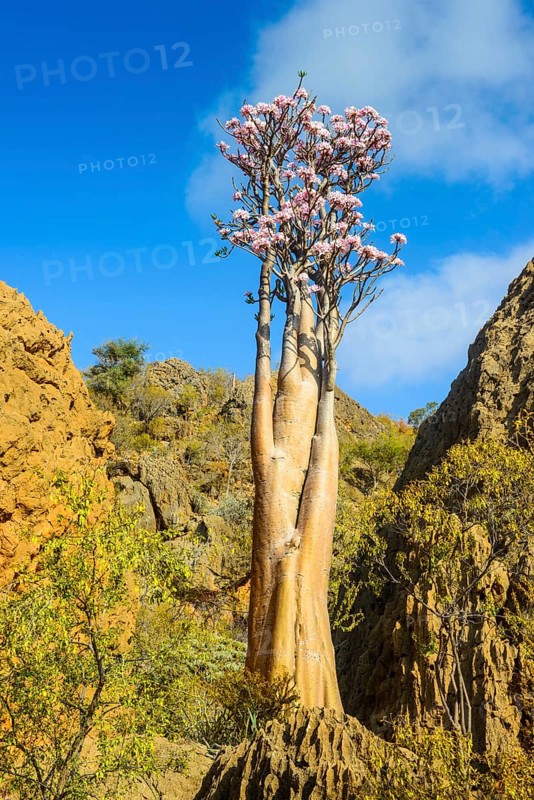 Bottle Tree (Adenium obesum) in bloom