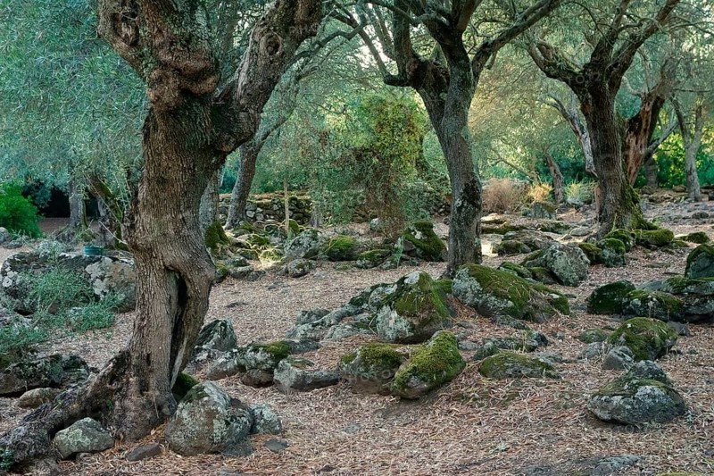 Olive grove near the Santa Cristina fountain sanctuary