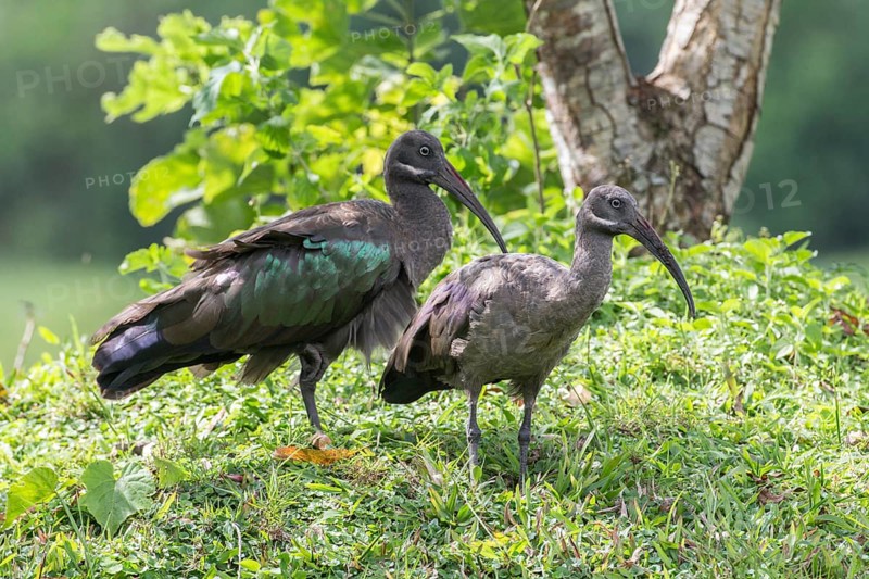Hadada Ibises (Bostrychia hagedash)