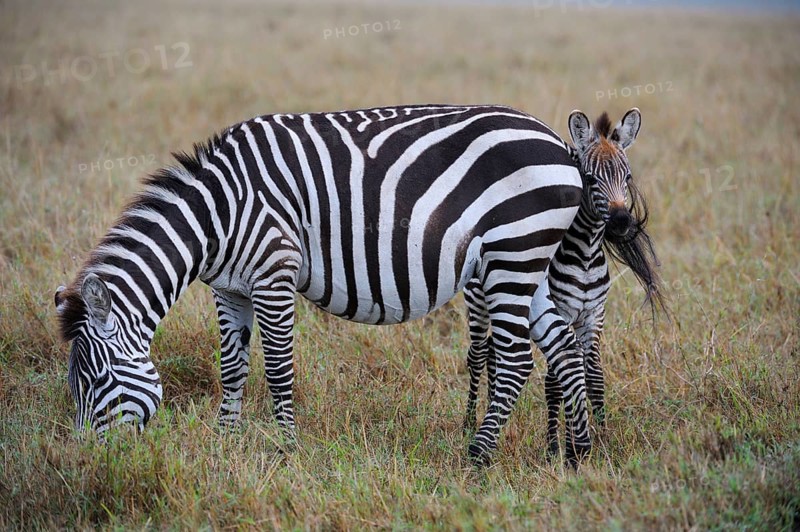 Plains Zebras (Equus guagga)