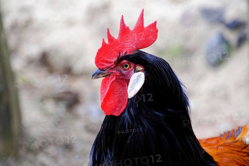 Domestic chicken (Gallus domesticus)