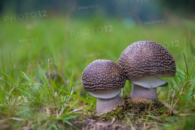 Blusher (Amanita rubescens)