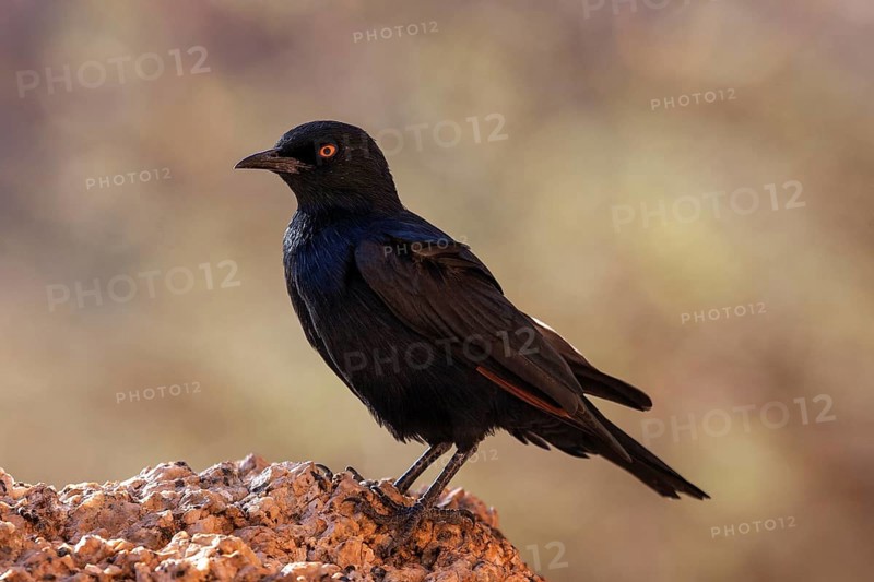 Pale-winged starling (Onychognathus nabouroup)