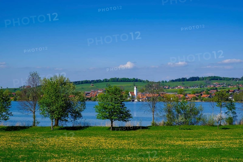 Dandelion meadow in spring