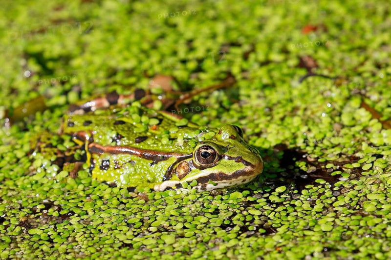 Green frog (Pelophylax esculentus) lurks camouflaged between duckweeds (Lemna minor)