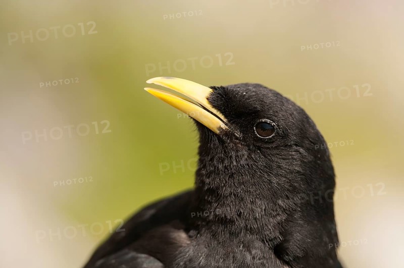 Alpine Chough (Pyrrhocorax graculus)