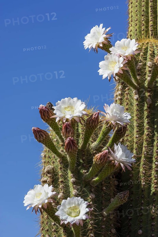 Blooming Echinopsis chiloensis cactus