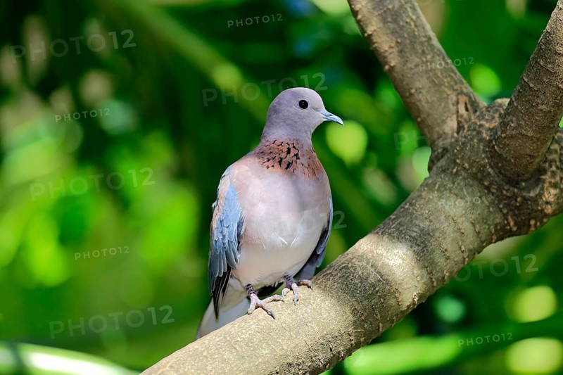 Laughing Dove (Streptopelia senegalensis)