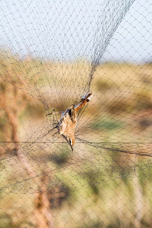 Rufous-tailed Scrub Robin (Cercotrichas galactotes) caught in mist net for research