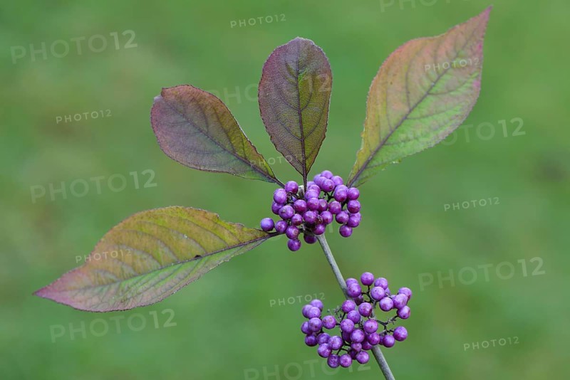 Bodinier's Beautyberry (Callicarpa bodinieri)