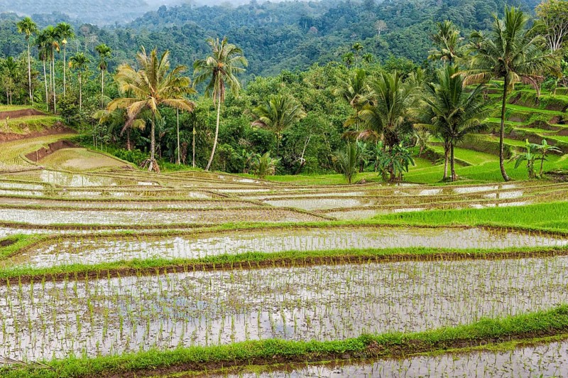 Rice terraces on the slope of the Kawah Ijen