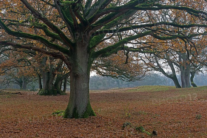 Old wood pasture (Quercus robur)