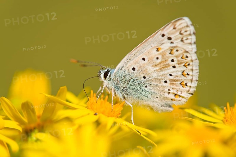 Adonis Blue (Polyommatus bellargus syn Lysandra bellargus)