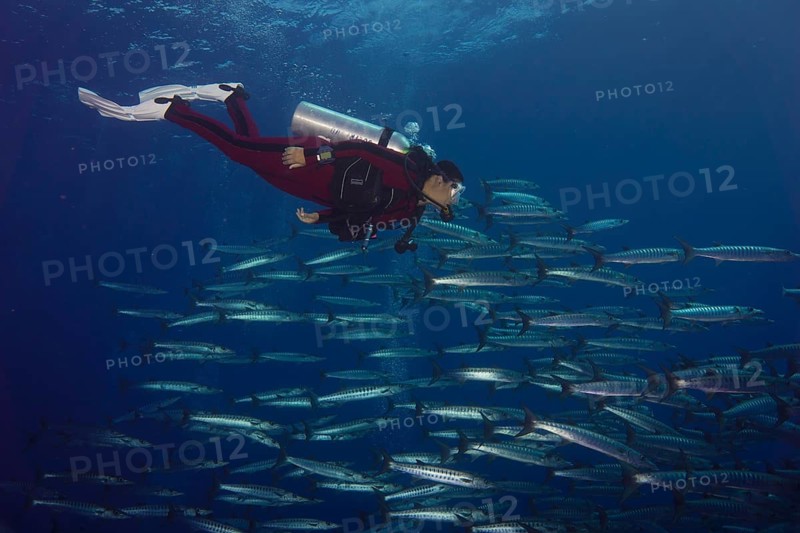 Diver swimming with a school of Blackfin Barracudas (Sphyraena qenie)