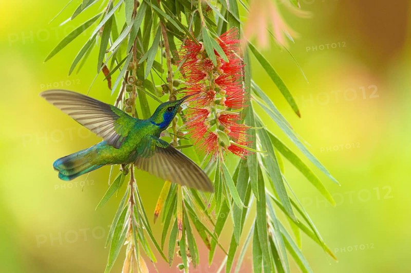 Green Violetear (Colibri thalassinus)