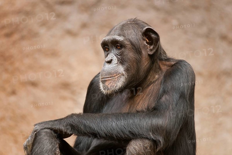Western Chimpanzee or West African Chimpanzee (Pan troglodytes verus)