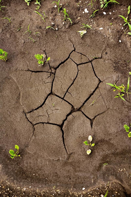 Dried puddle on a field