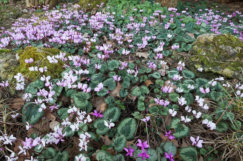 Eastern Cyclamen (Cyclamen coum)