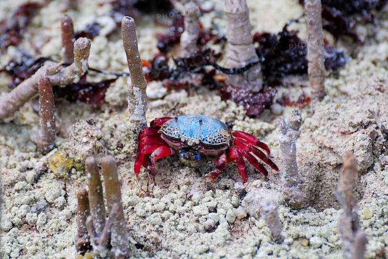 Fiddler Crab (Uca tetragonon) without fully grown claws
