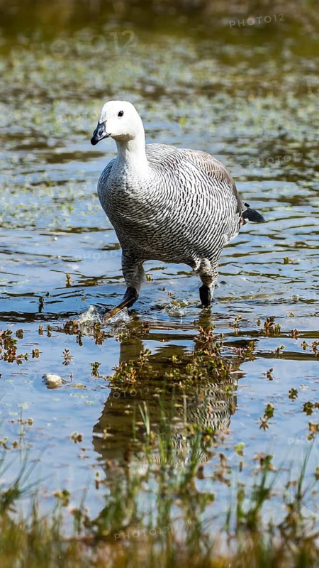 Greylag goose (Anser anser)
